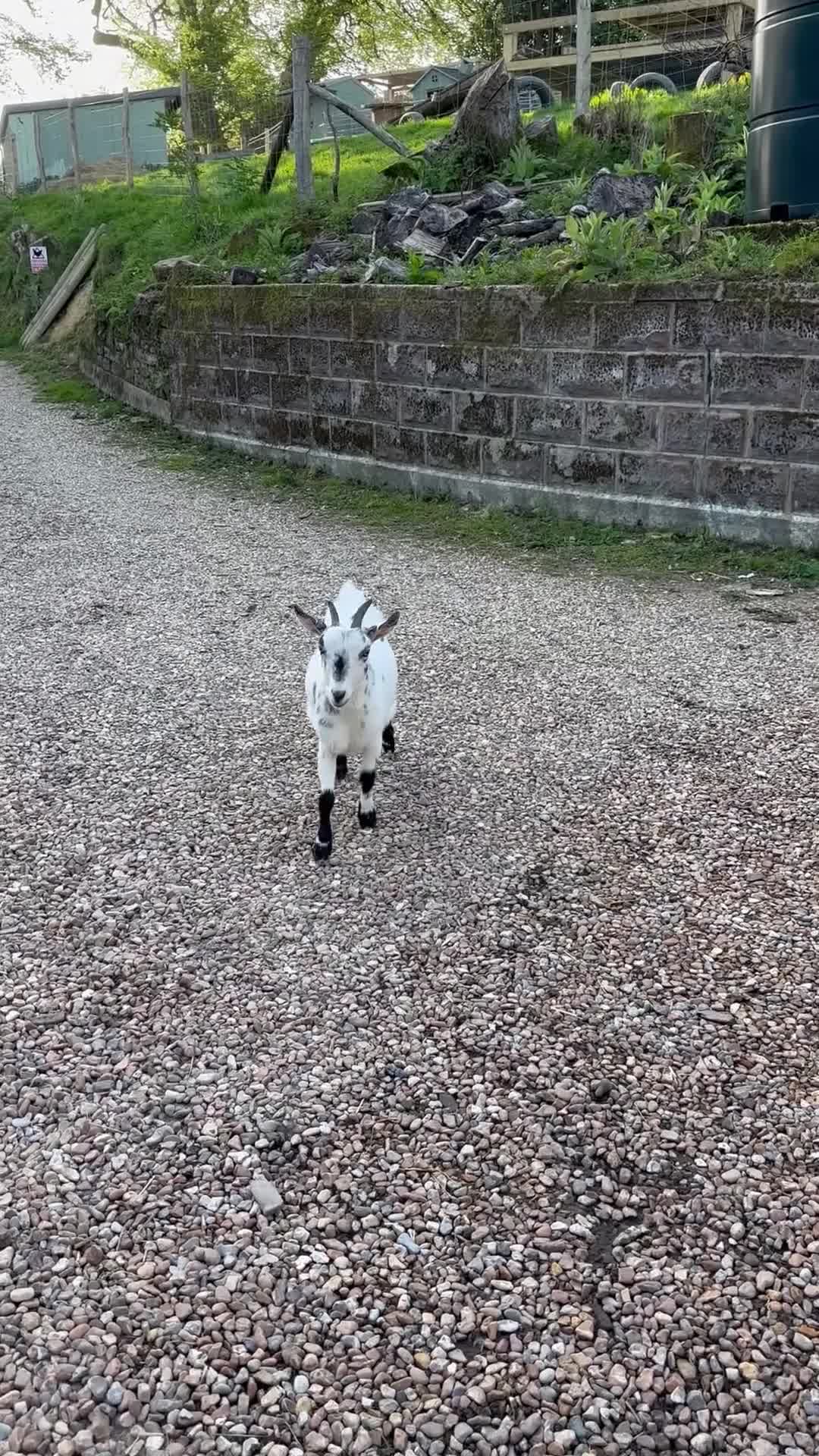 Goats livestock for sale: Twin Female Pygmy Goats. 2yrs old  - Video 1