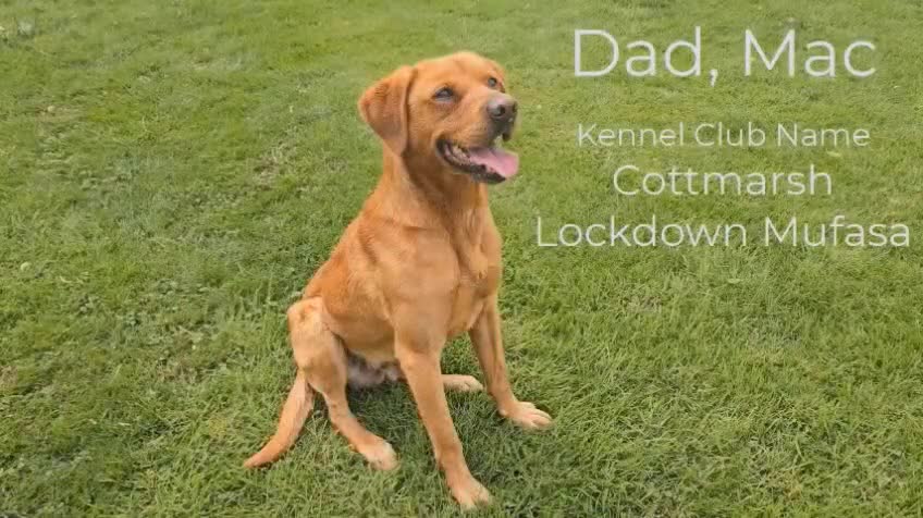 Labrador Retriever dogs for sale: Stunning Fox red Labrador pups - Video 1
