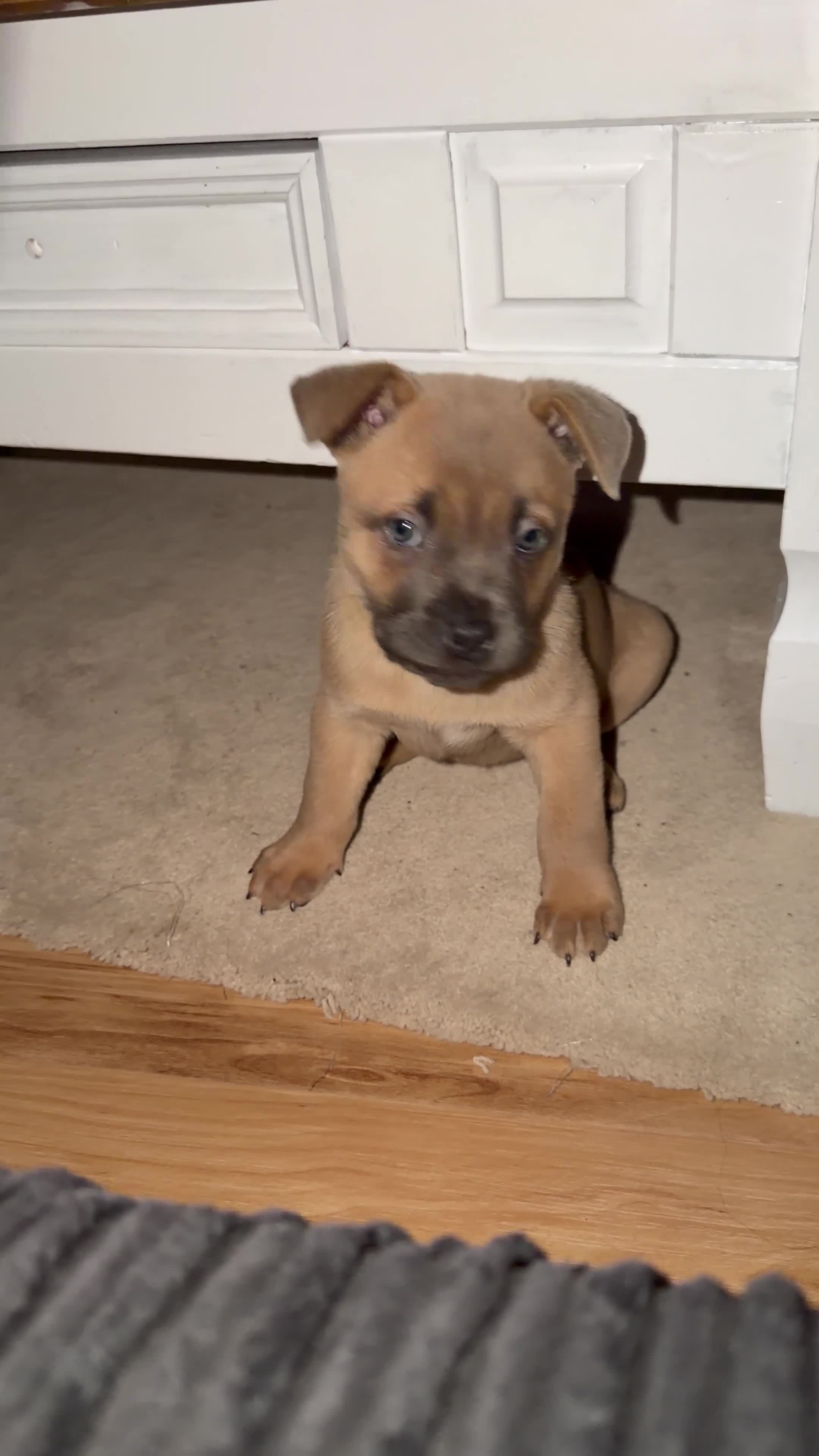 Mixed Breed dogs for sale: Chow Chow x Amstaff Puppy 3 months  - Video 1