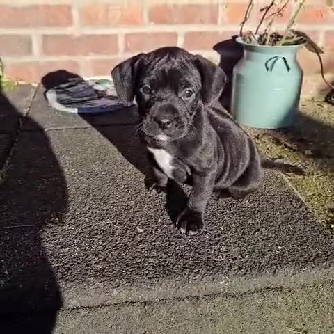 Mixed Breed dogs for sale: French bulldog x German short haired puppies - Video 1