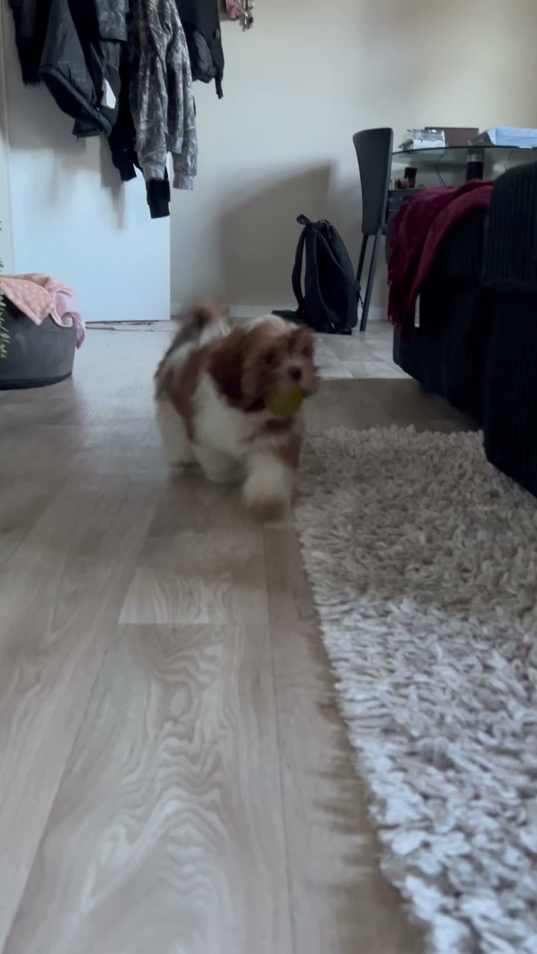 Shih Tzu dogs for sale: 11 week old Male Shihtzu  - Video 1