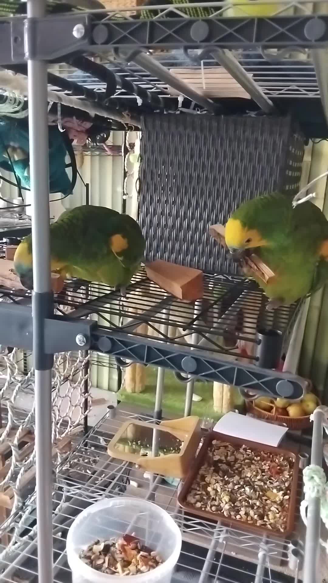 Parrots birds for sale: Pair of bonded females  in Newton-le-Willows - Video 2