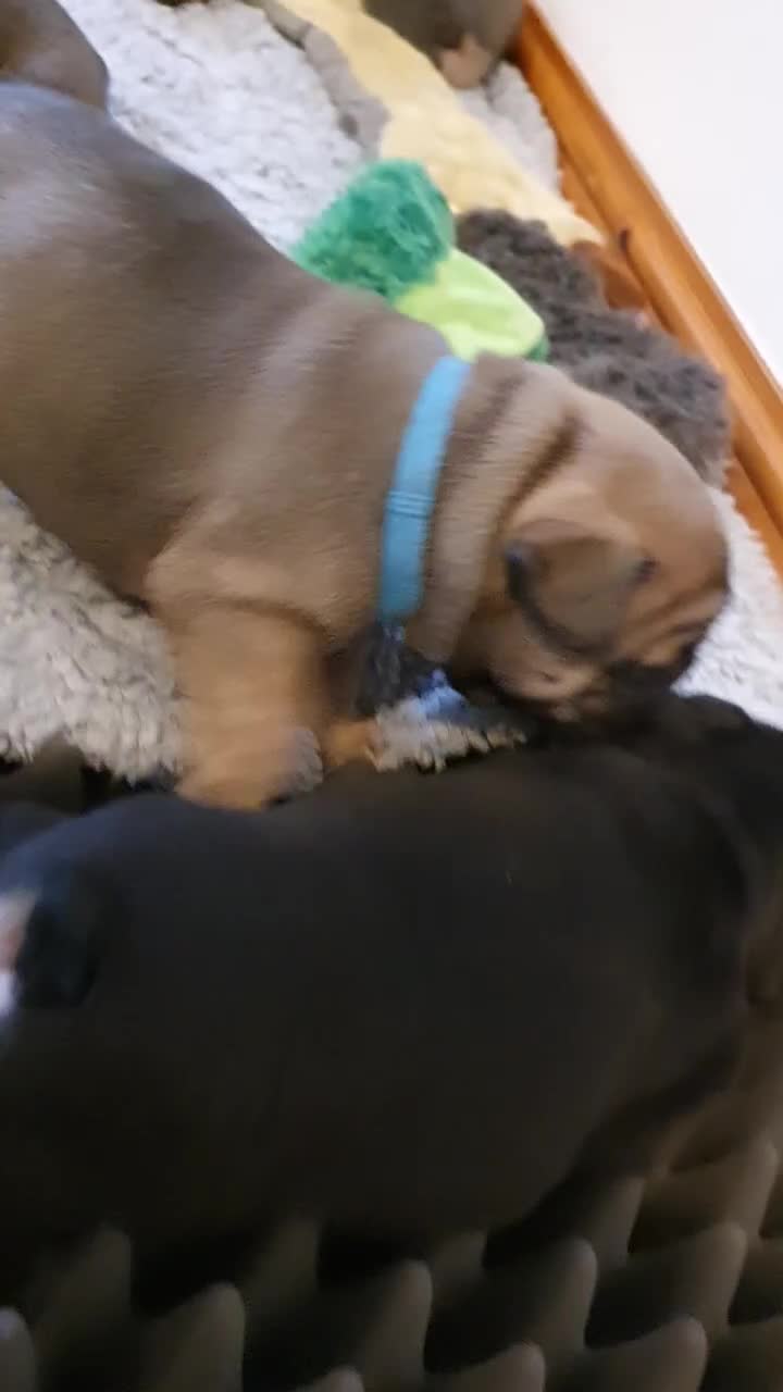 French Bulldog dogs for sale: 1 beautiful Chilled Male French Bulldog - Video 1