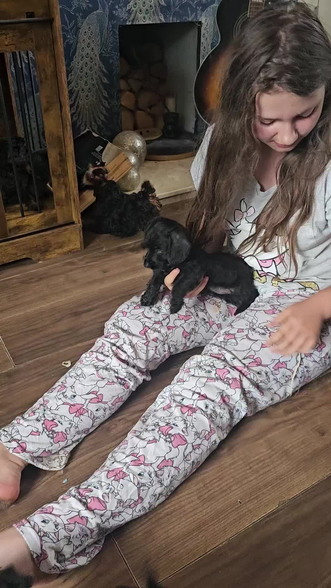 Doxiepoo dogs for sale: Doxipoos puppies mega curly & suited ONLY 2 LEFT  - Video 2