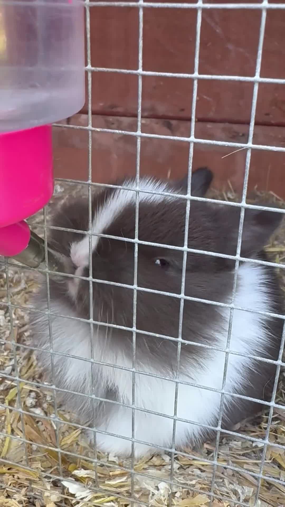 Netherland Dwarf rabbits for sale: Pure Netherland dwarf babies  - Video 5