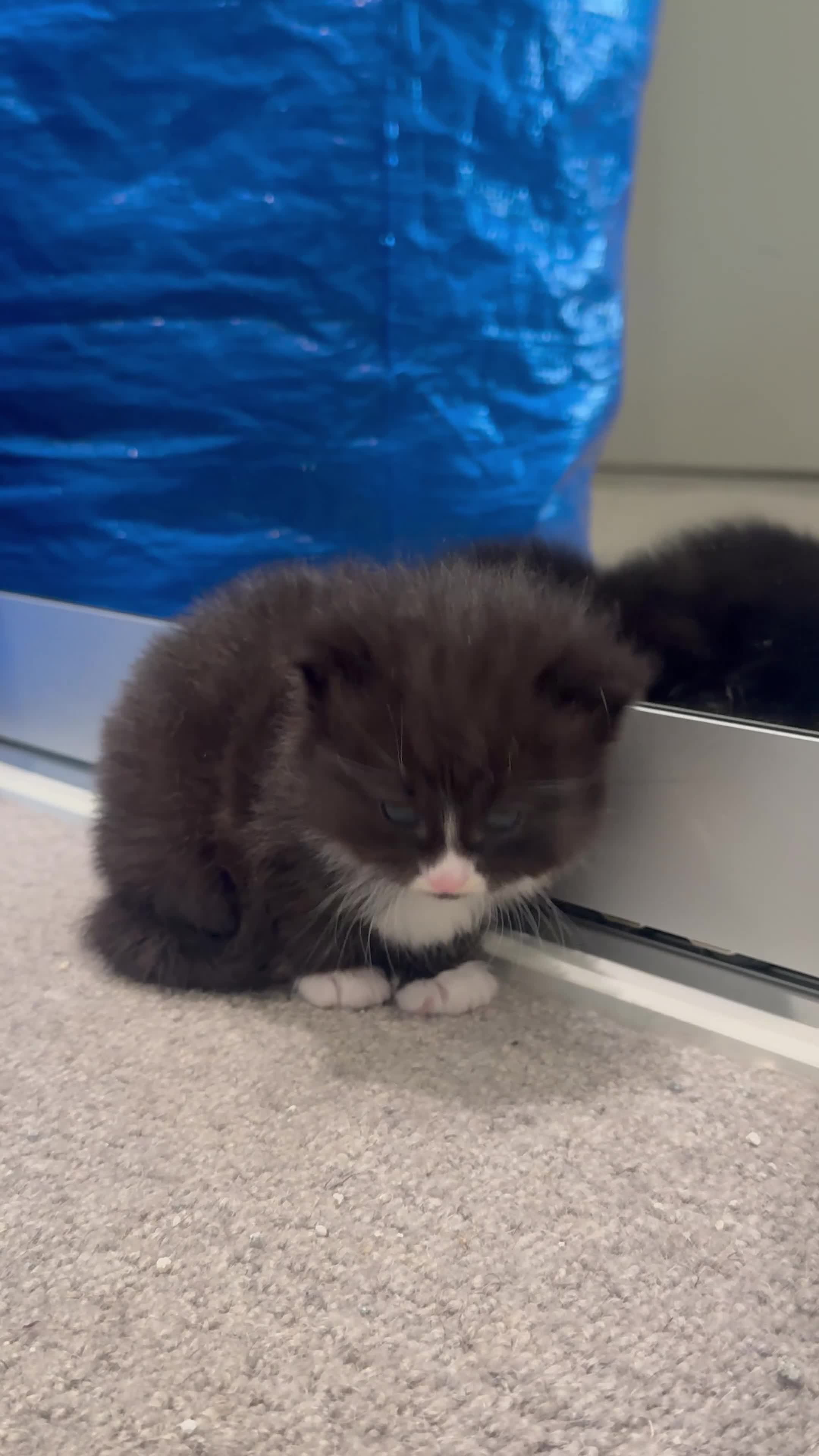 Mixed Breed cats for sale: Long fur domestic cat  in London - Video 1