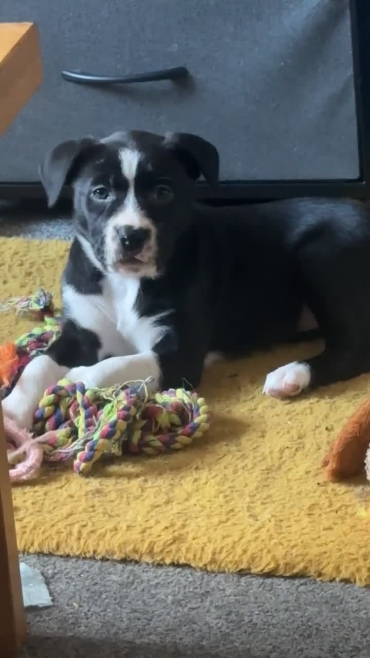 Mixed Breed dogs for sale: 2 female puppies  in Leominster - Video 1