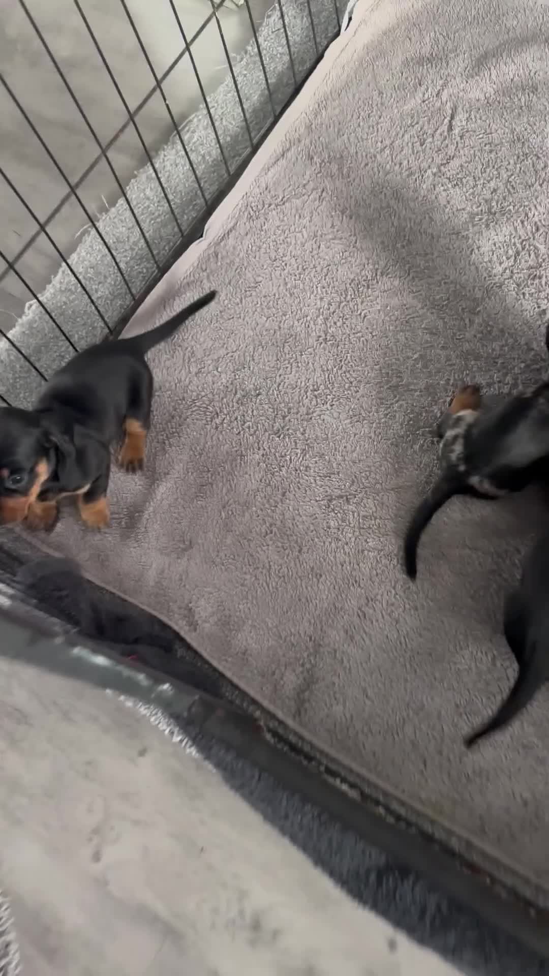 Miniature Dachshund dogs for sale: Miniature dachshund puppies  - Video 1