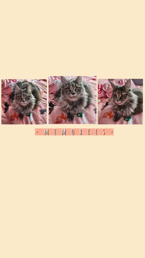 Maine Coon cats for sale: GCCF Registered Pedigree Maine Coon Kittens - Video 4