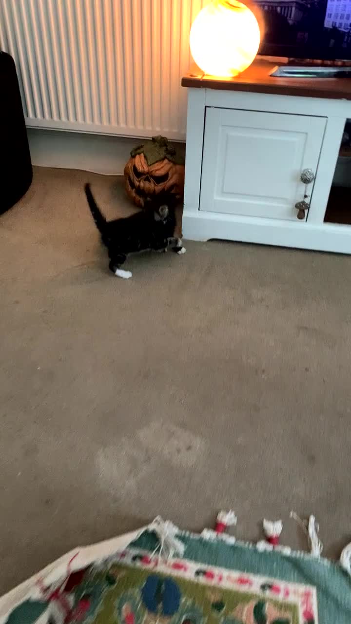 Mixed Breed cats for sale: 2 kittens 1 tux 1 tabby  - Video 3