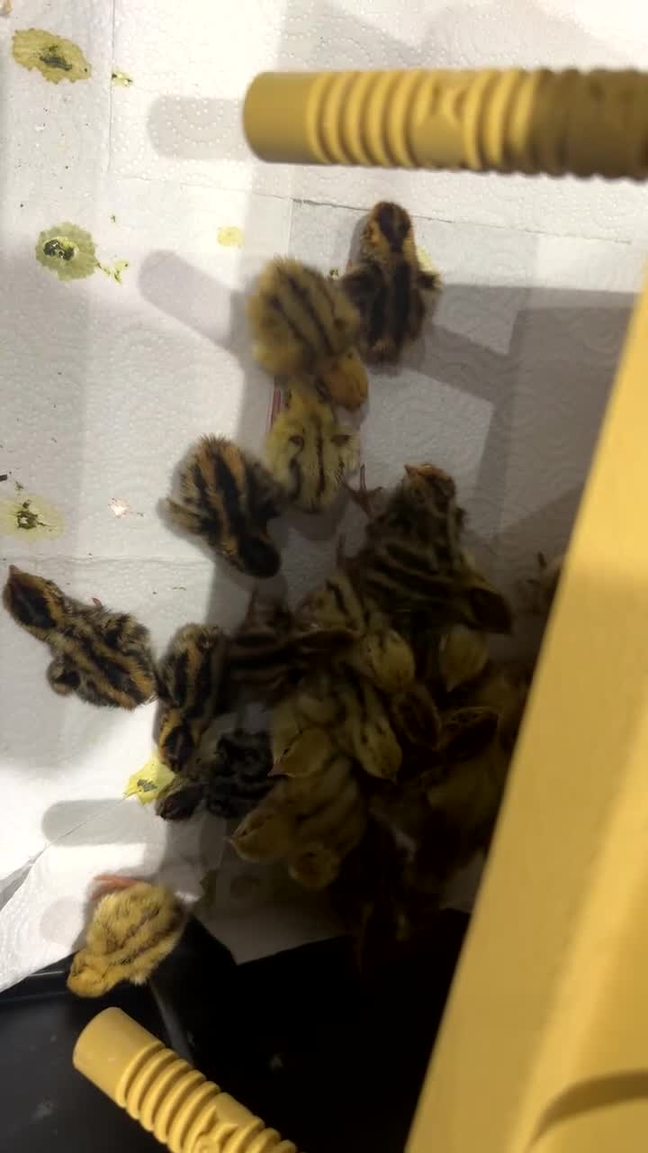 Quail poultry for sale: Baby jumbo quails for sale! - Video 1