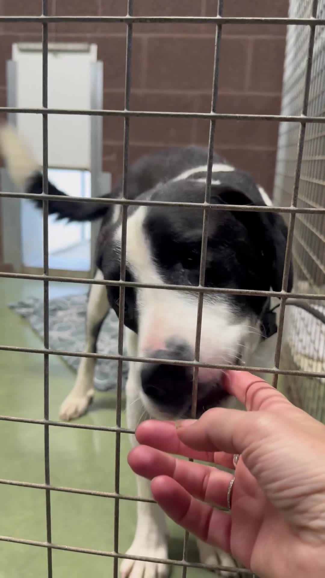 Mixed Breed dogs for adoption: LUCA – TWO YEARS WAITING FOR SOMEONE TO CARE 🐾 - Video 1