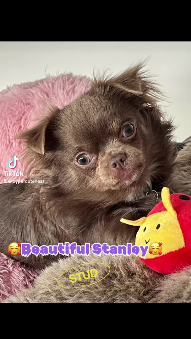 Chihuahua dogs for stud: Gorgeous Lilac & Tan Long Coat boy for STUD in Dundee - Video 1