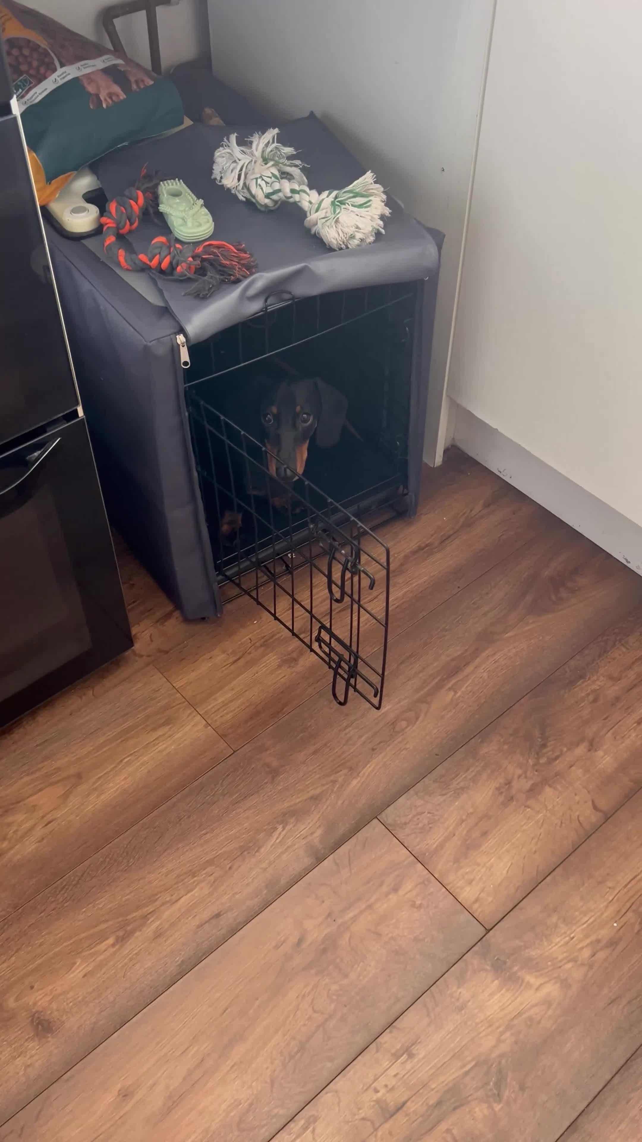 Miniature Dachshund dogs for sale: KC Registered Miniature Smooth-Haired Dachshund - Video 1