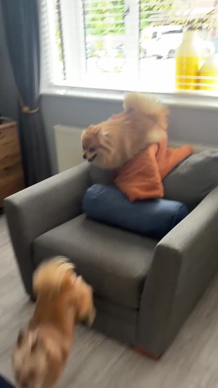 Pomeranian dogs for sale: Looking for homes  - Video 2