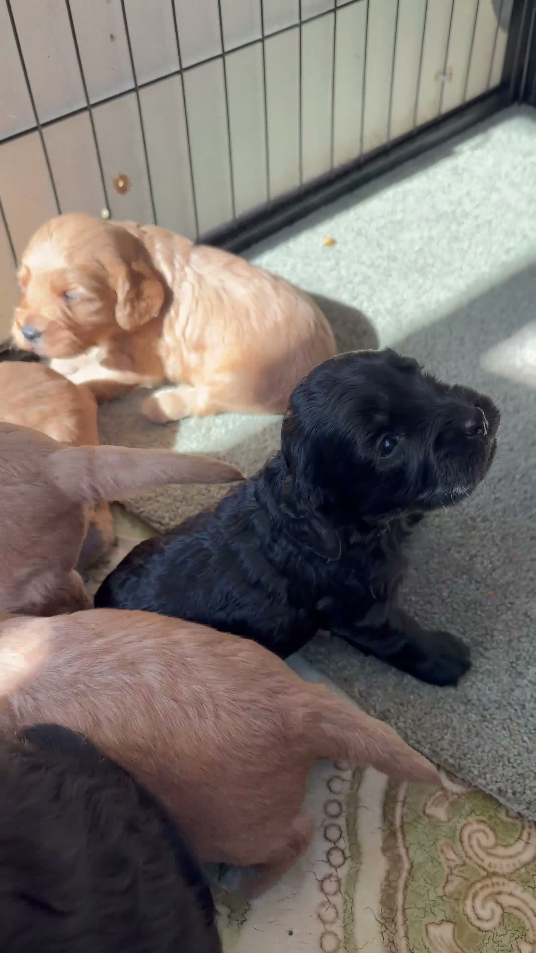 Cockapoo dogs for sale: Cutest Cockapoo Puppies! 3 Boys, 2 Girls  - Video 2