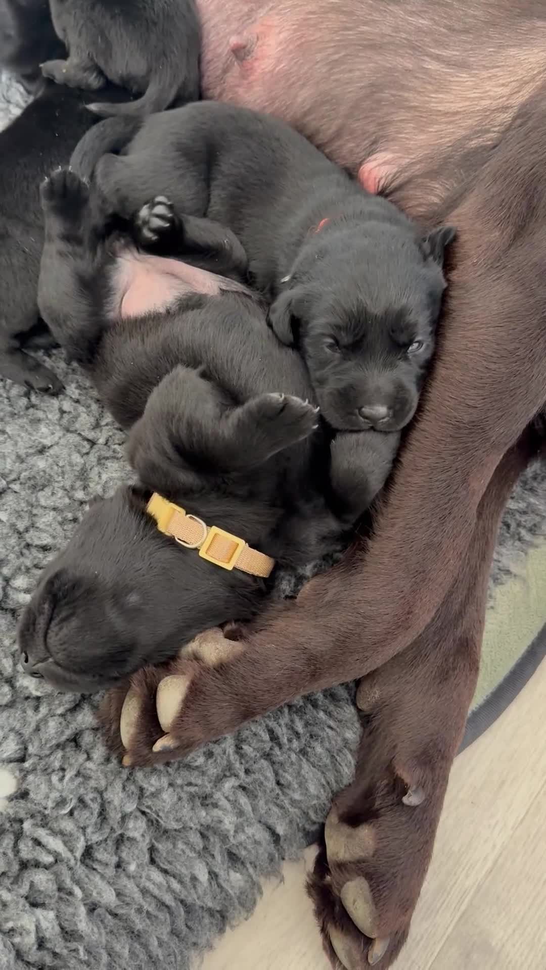 Labrador Retriever dogs for sale: LABRADOR RETRIEVER PUPPIES – HEALTH TESTED in Hull - Video 2