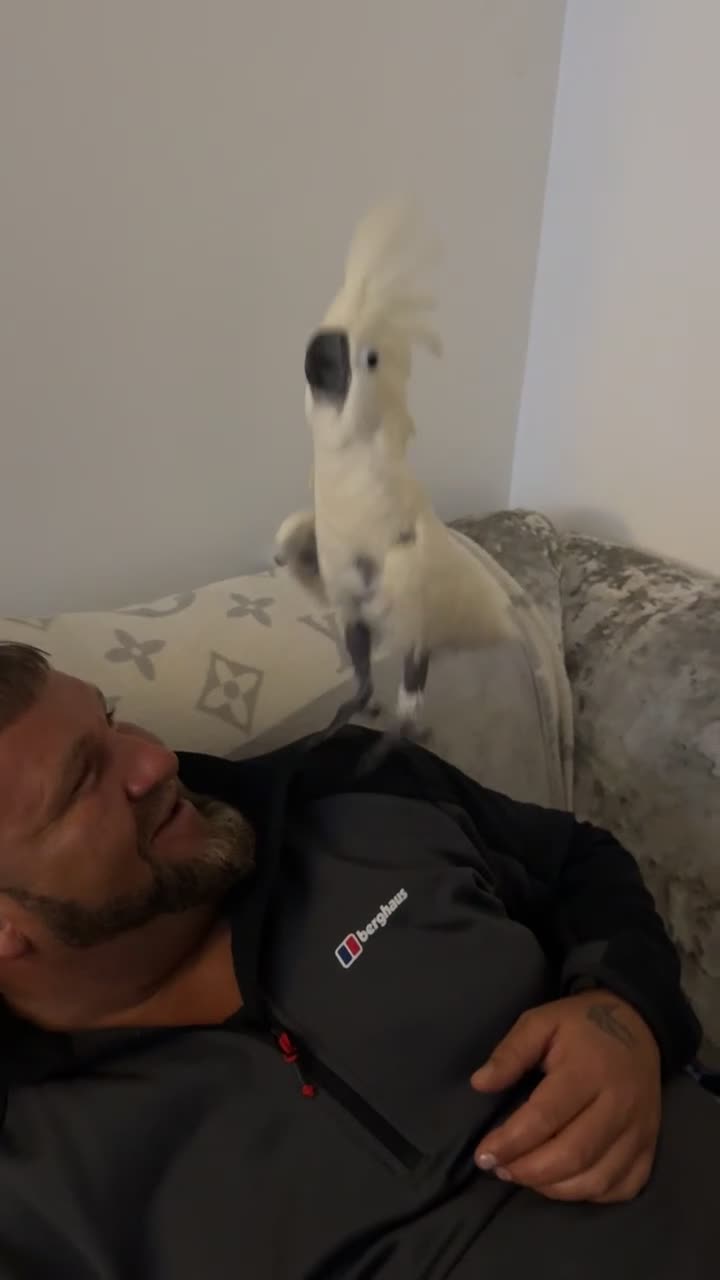 Cockatoo birds for sale: Umbrella cockatoo  - Video 2