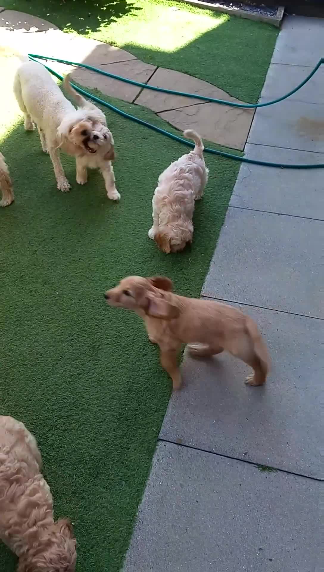 Cockapoo dogs for sale: Show class litter of 7 cockerpoo puppies - Video 1