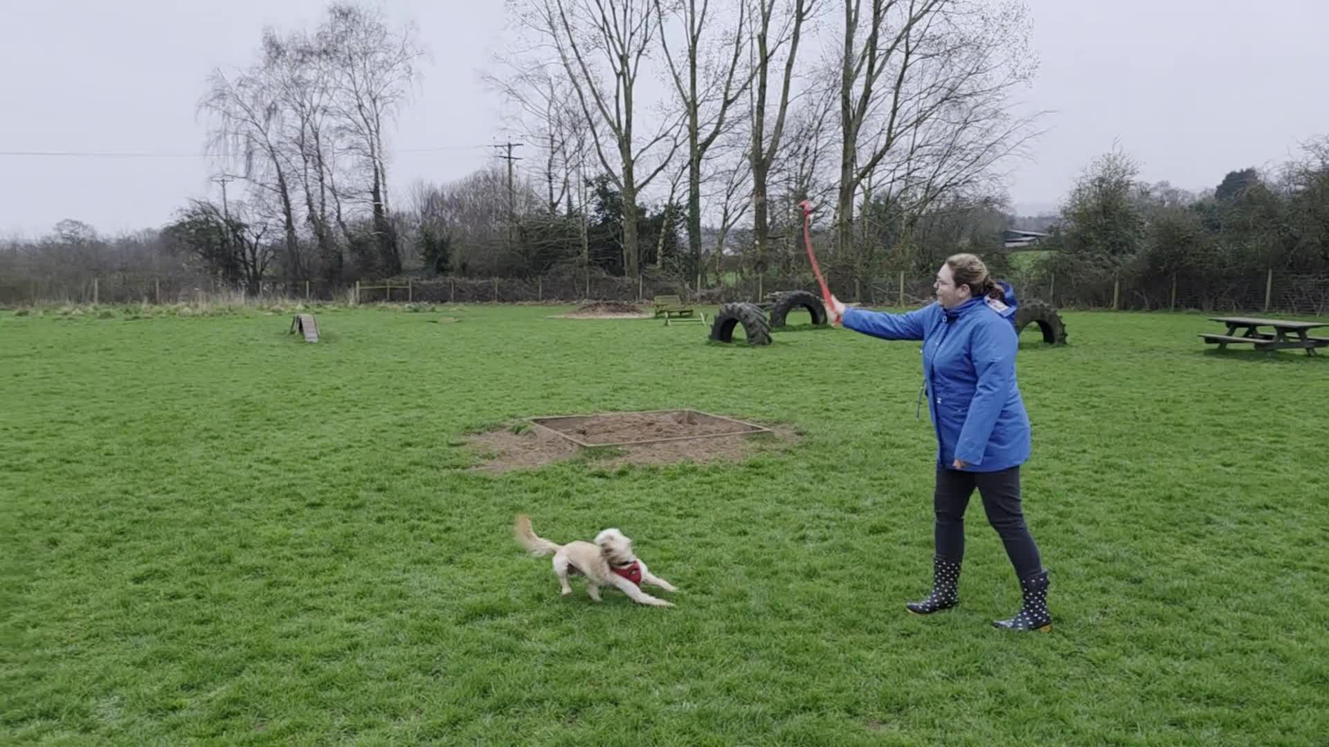 Cockapoo dogs for stud: F1b Cockapoo for stud - Video 1