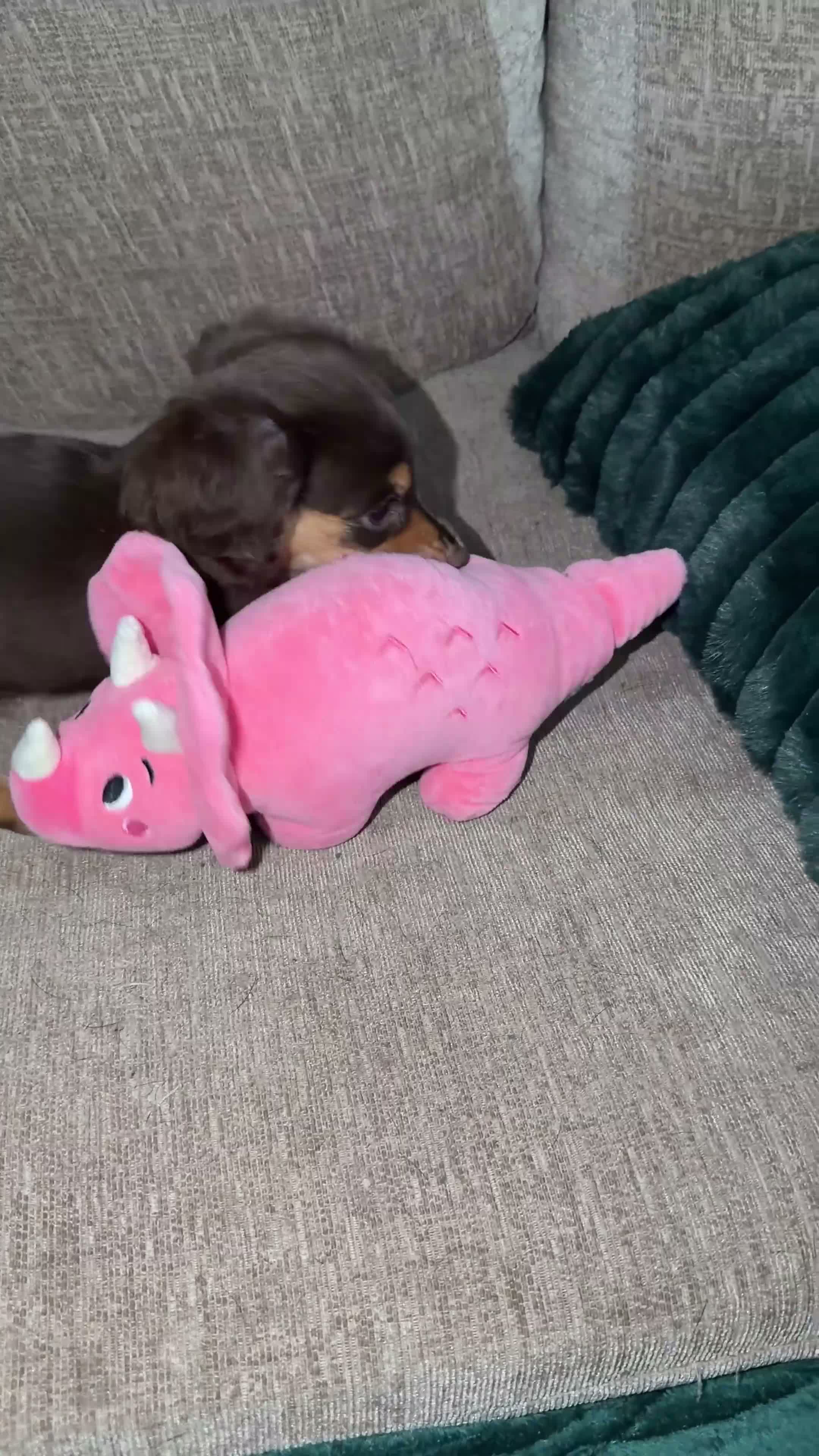 Dachshund dogs for sale: Miniature fluffy dachshund  - Video 1