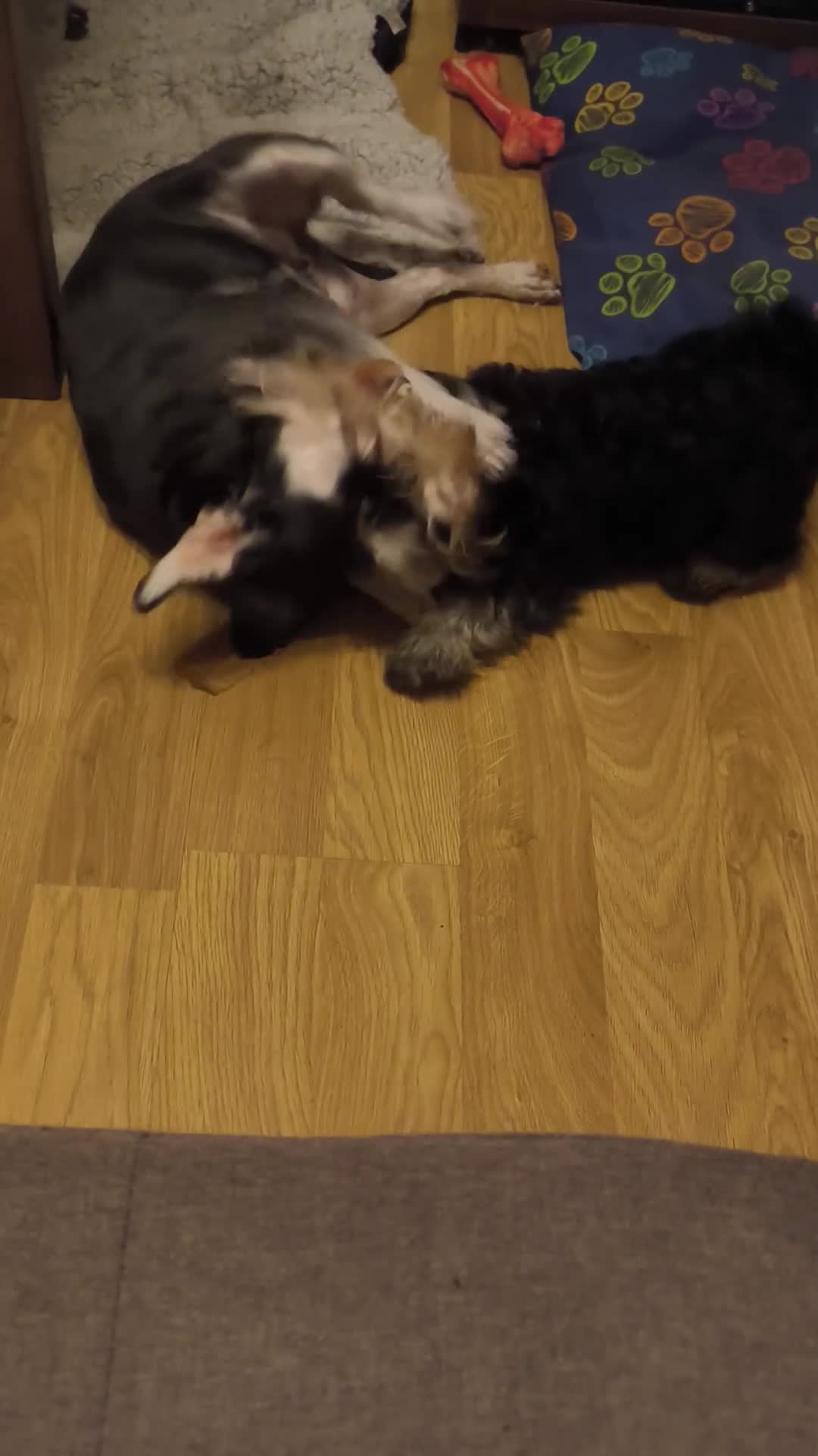 Miniature Schnauzer dogs for sale: Last girl left KC register - Video 4