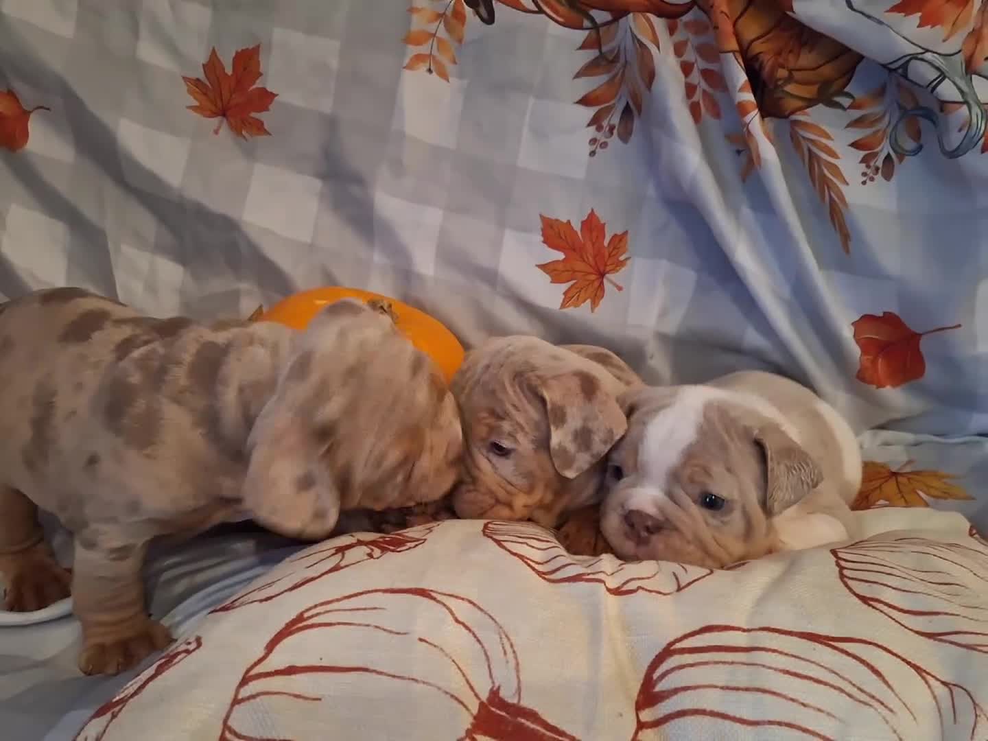 English Bulldog dogs for sale: English Bull dog Puppies - Video 1