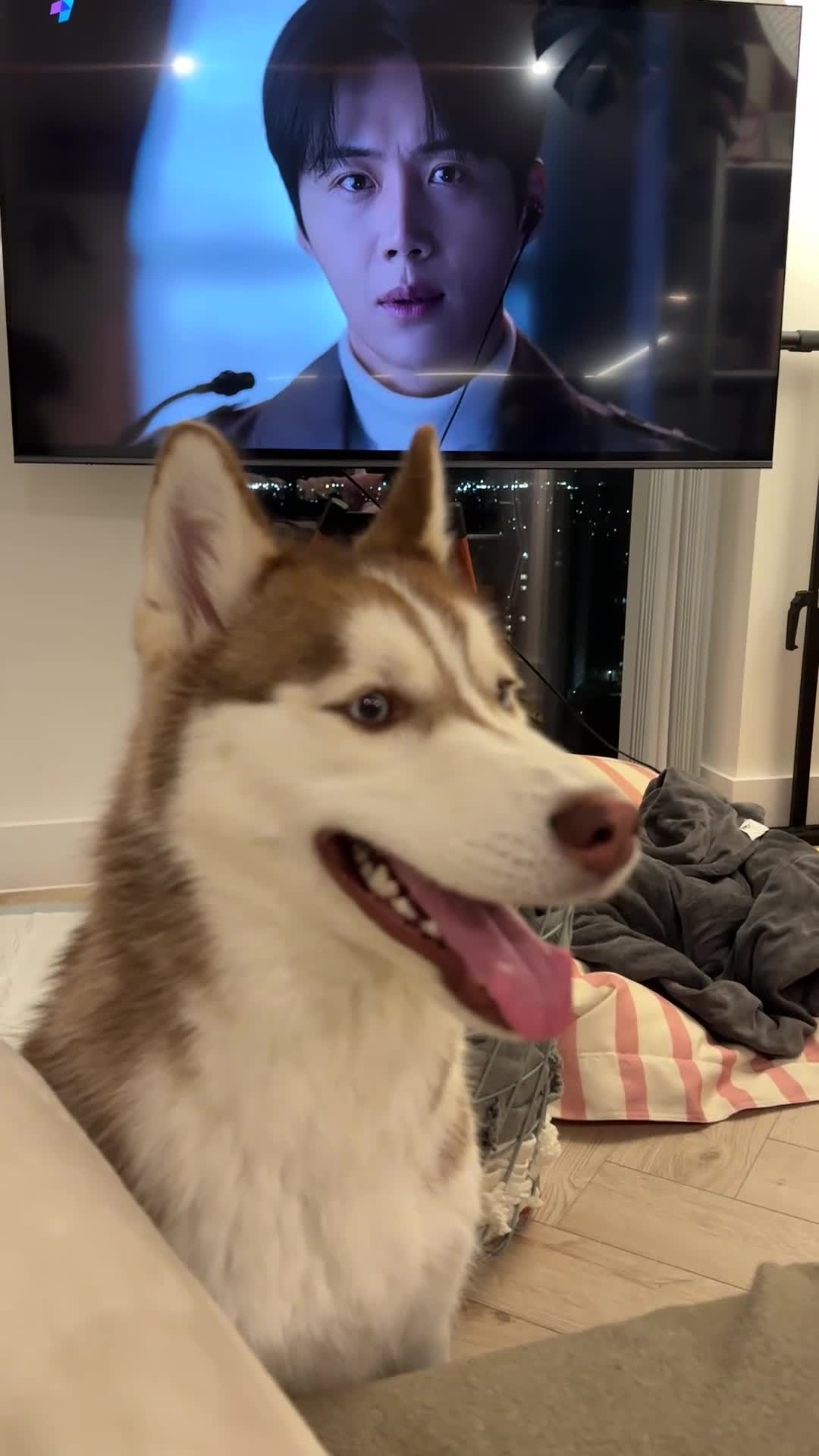 Siberian Husky dogs for sale: Perfect Well-Trained Husky Boy🐕Best Family Friend - Video 4