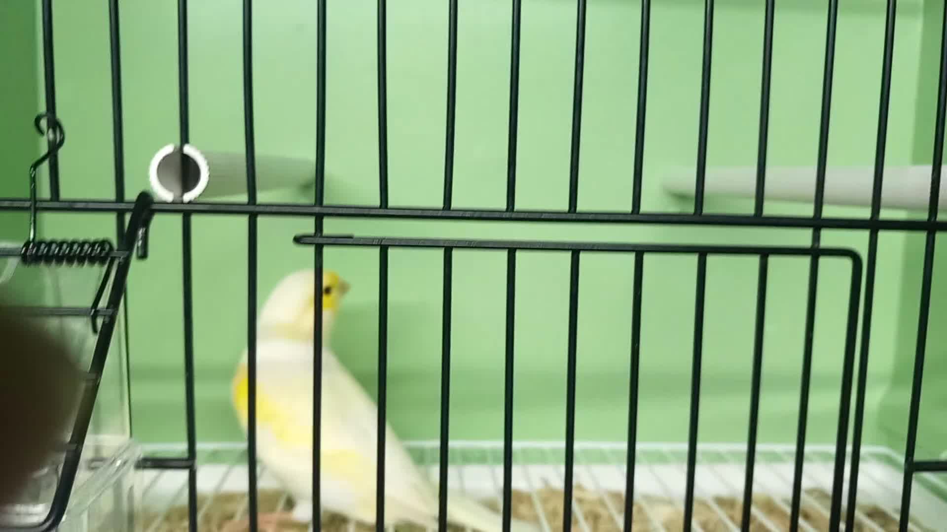 Canaries birds for sale: Canaries  - Video 2