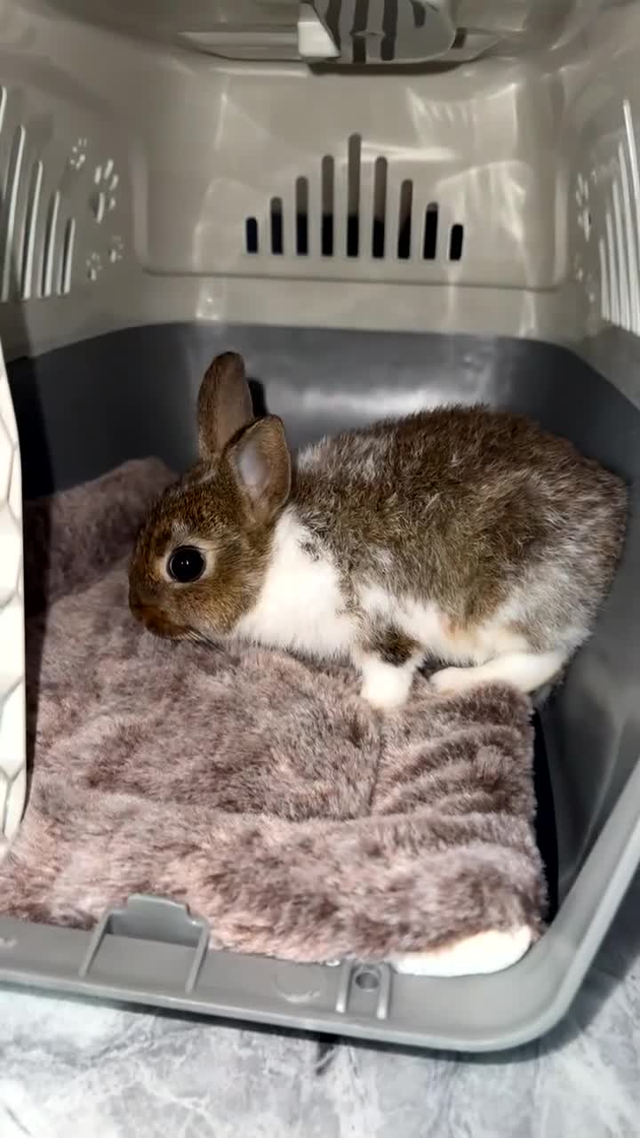 Netherland Dwarf rabbits for sale: Netherlands dwarf in London - Video 1