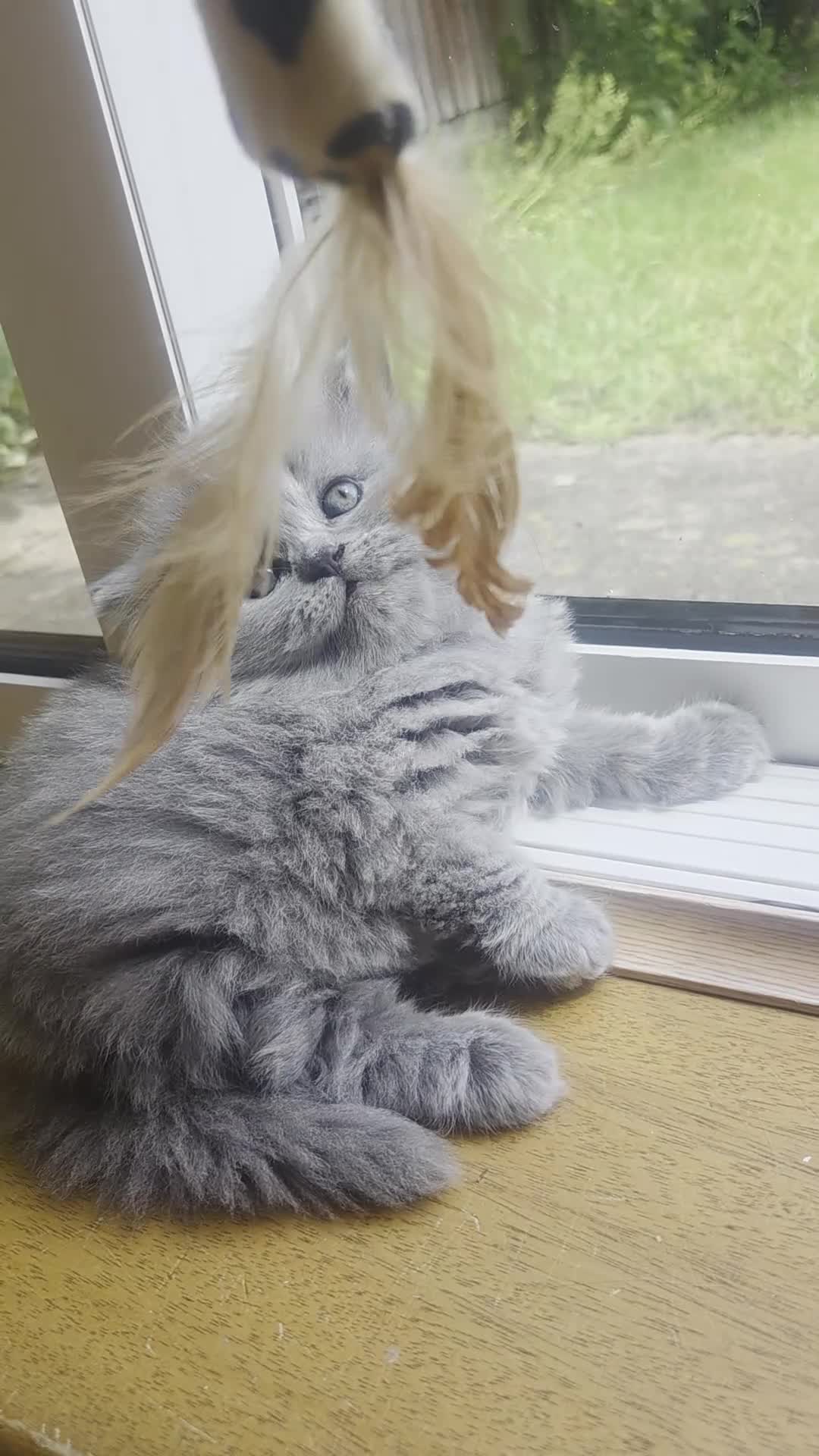British Longhair cats for sale: Kittens blue boys and girl  in Nottingham - Video 2