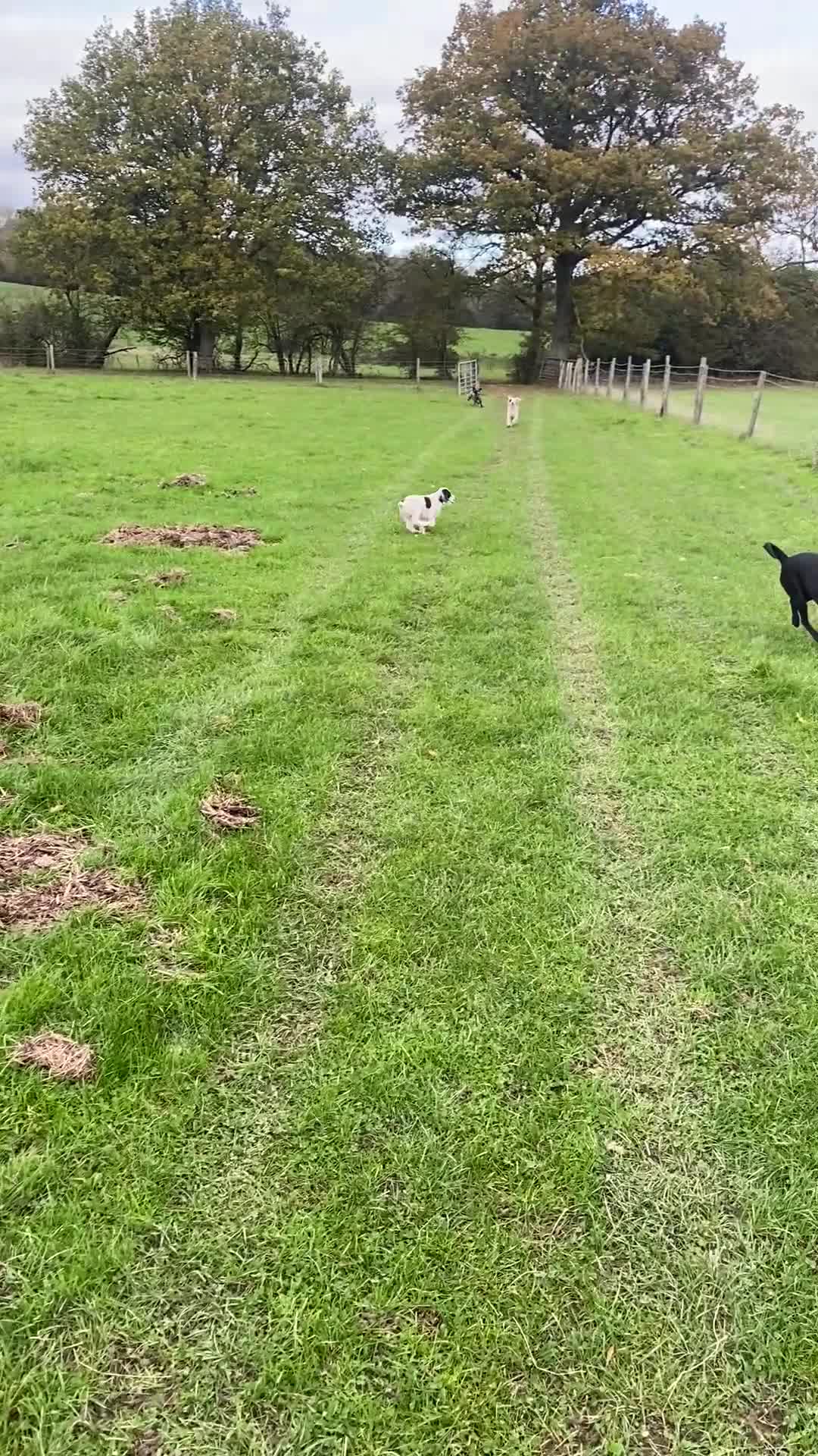 Cocker Spaniel dogs for sale: Last boy left!! - Video 1