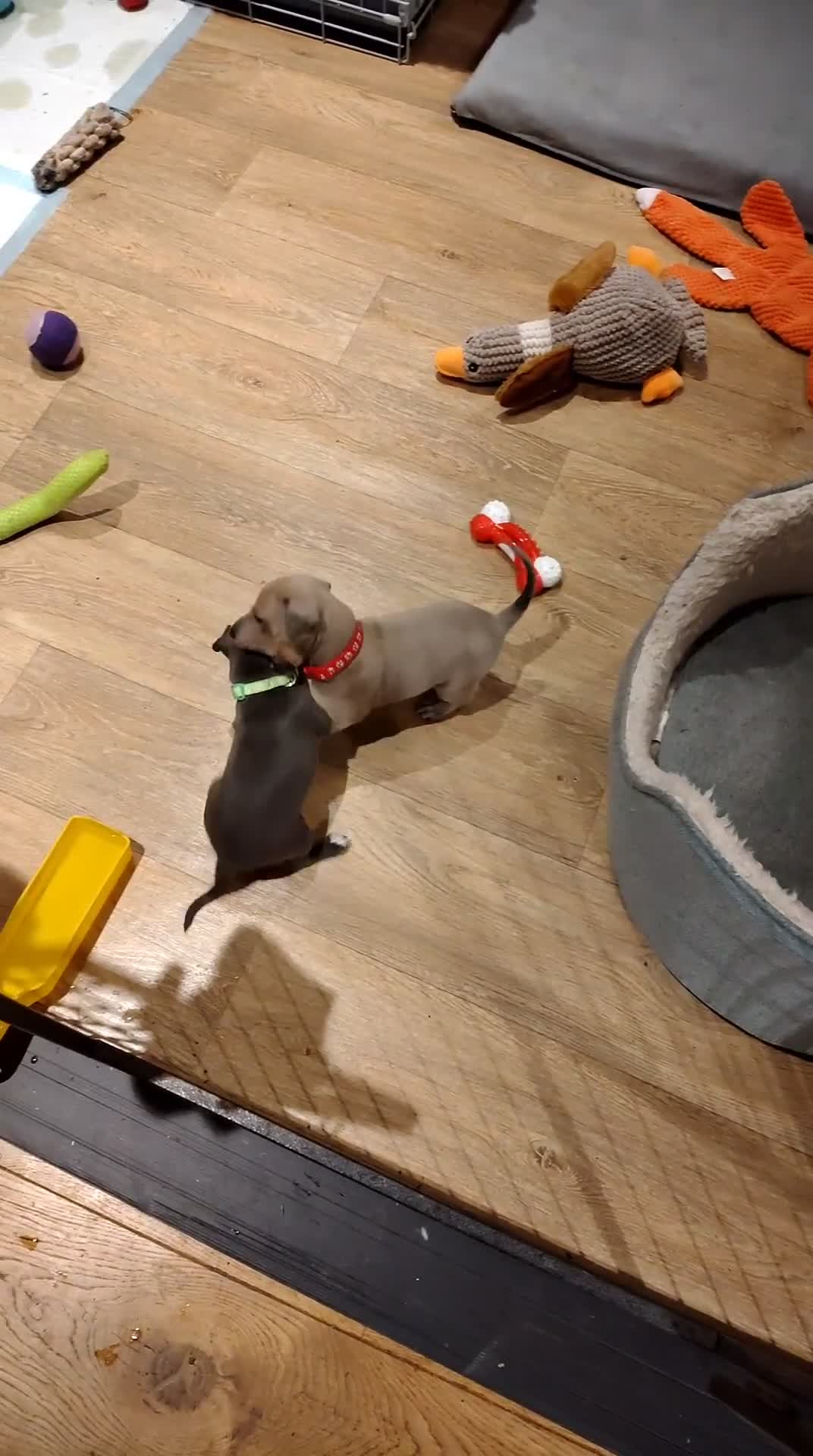 Italian Greyhound dogs for sale: 3/4 Italian Greyhound & 1/4 Whippet Puppies - Video 3