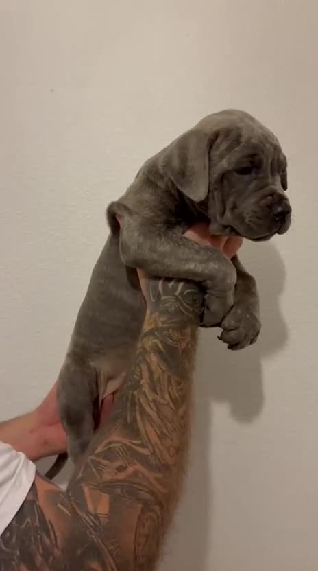 Cane Corso dogs for sale: Cane Corso Puppies READY NOW!!! - Video 2