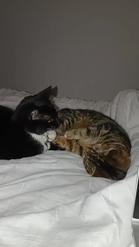 Mixed Breed cats for sale: Lovely Bonded pair (M+F) - must stay together - Video 1