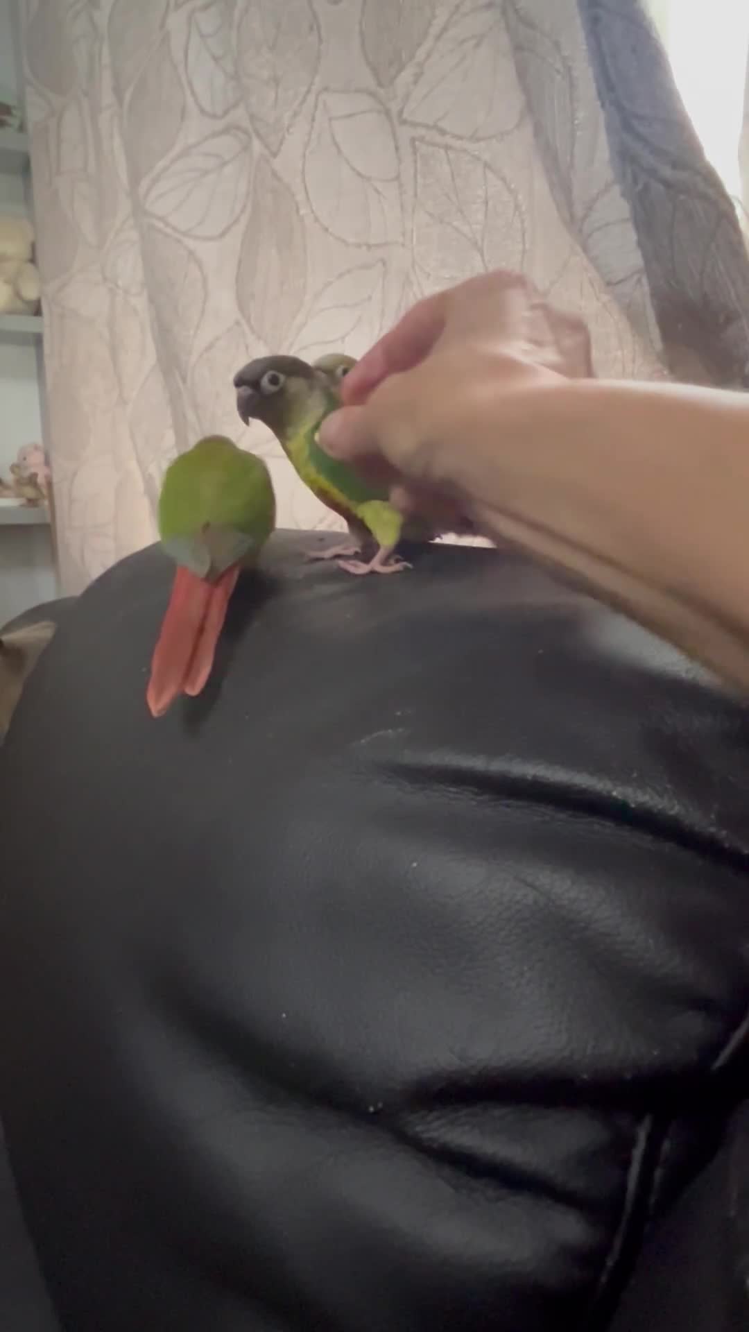 Conures birds for sale: Hand Reared Conures - Video 4