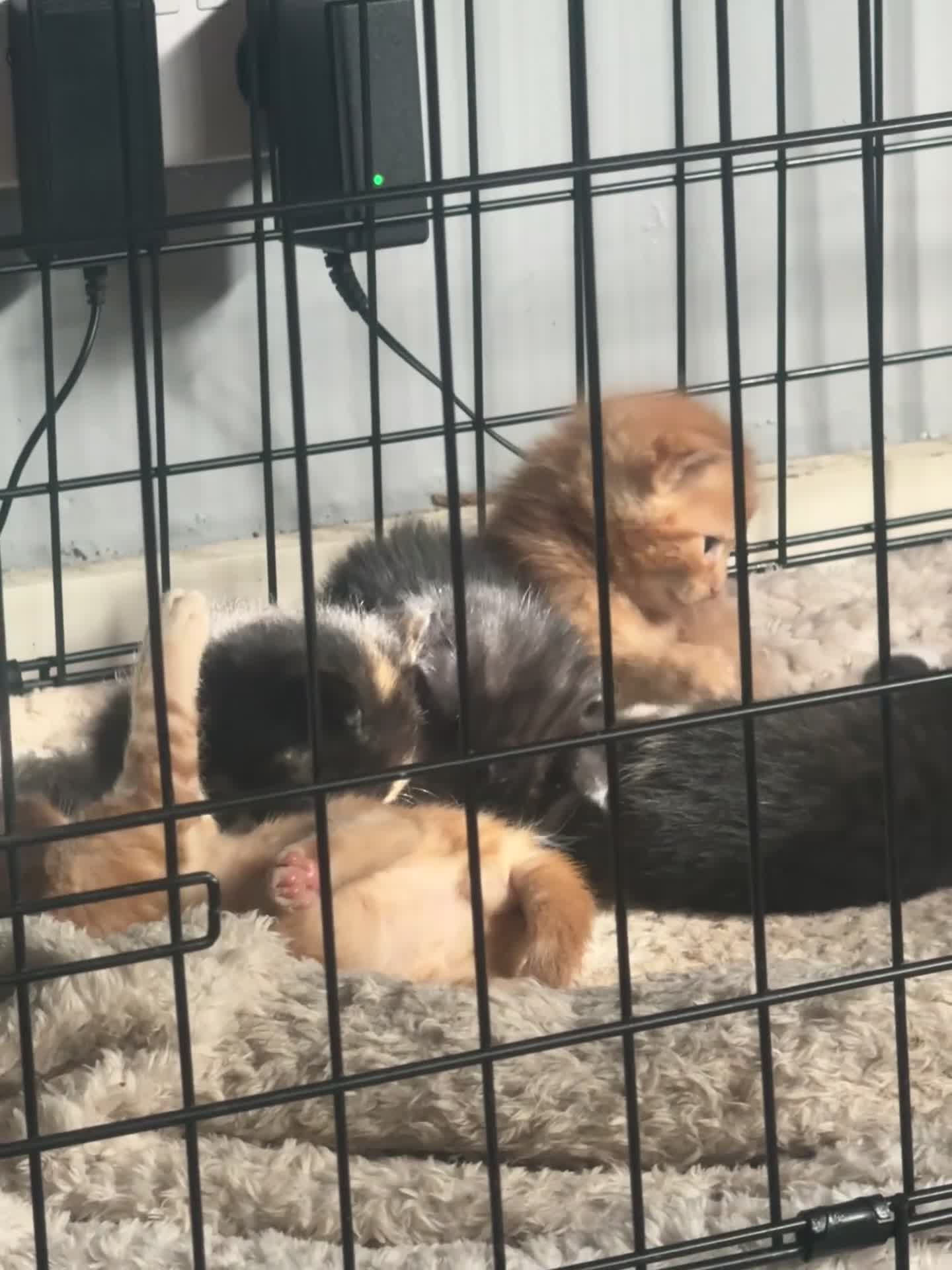 Mixed Breed cats for sale: 8 stunning kittens  - Video 3