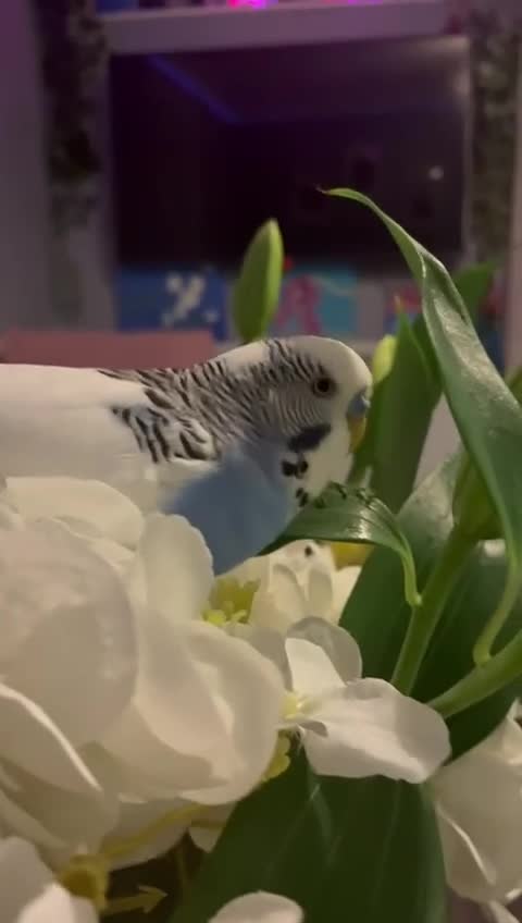 Budgerigars birds for sale: Tamed, young budgie pair for sale - Video 2