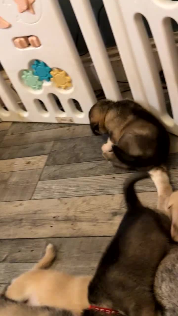 Siberian Husky dogs for sale: Gorgeous husky puppies - Video 2