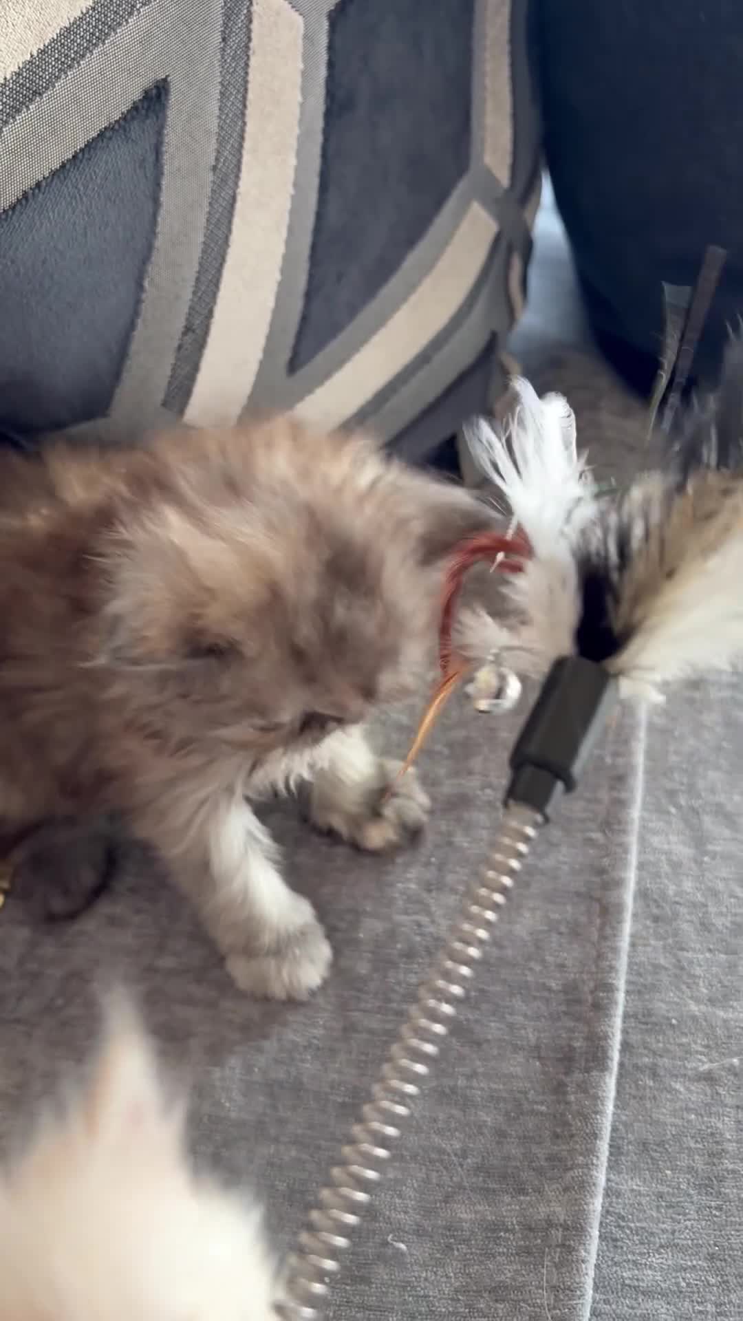 Persian cats for sale: Persian Teddy Bear kittens  - Video 3