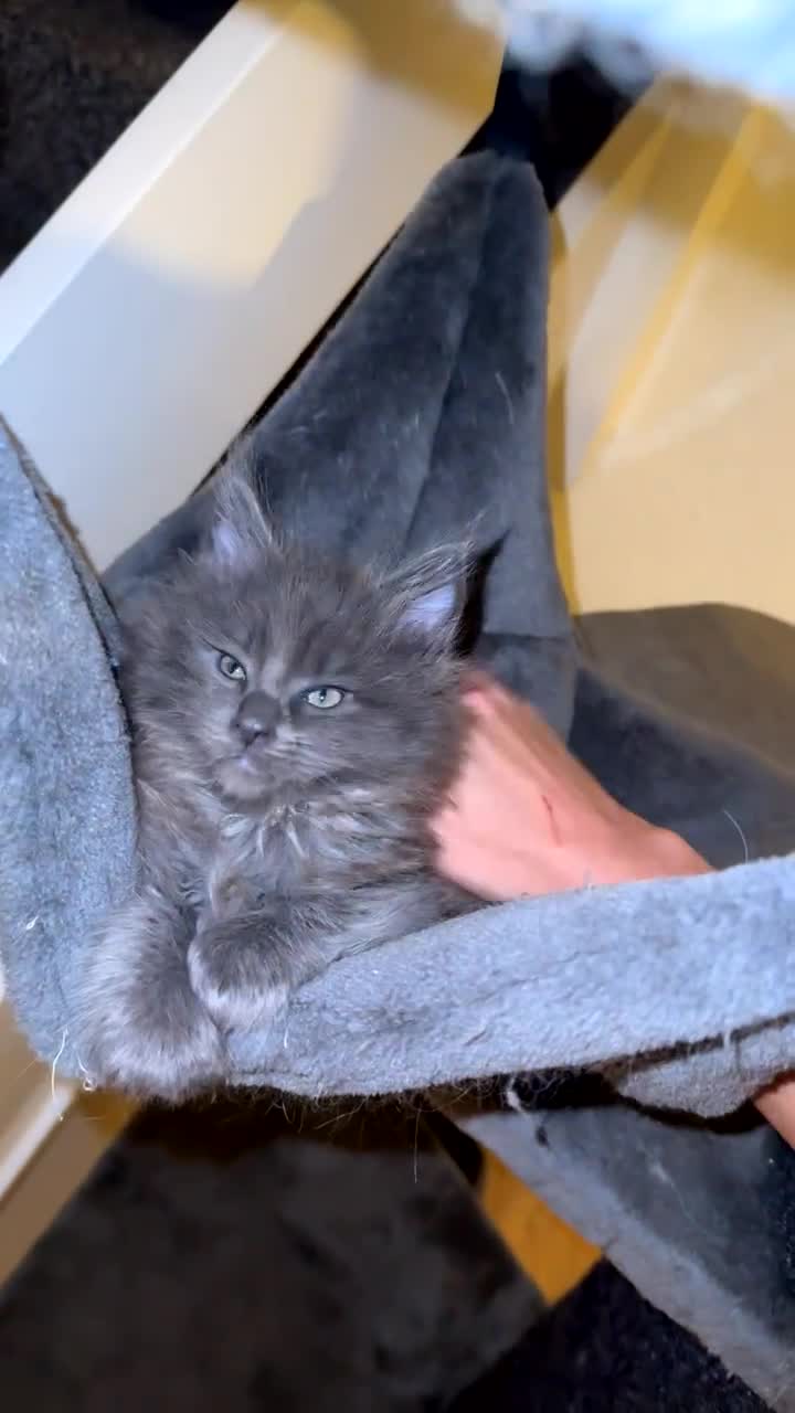 Maine Coon cats for sale: maine coon kittens  - Video 3