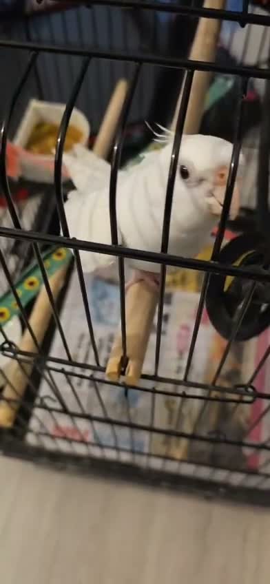 Cockatiels birds for sale: Milky  - Video 2