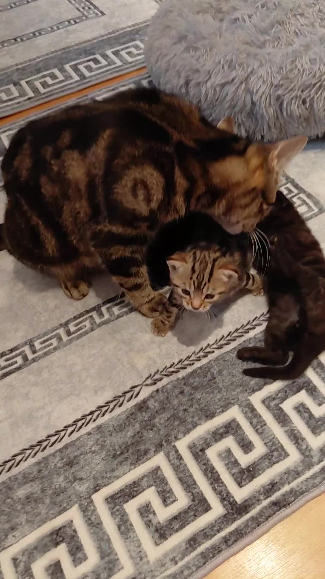 Mixed Breed cats for sale: Little cat in Blaydon-on-Tyne - Video 1