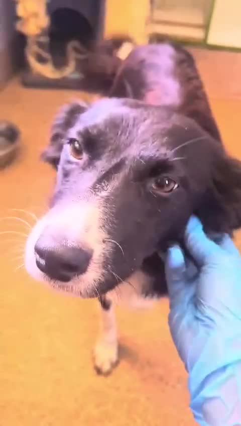 Mixed Breed dogs for adoption: 🐾🩷CANDY, a marvellous girl for a Loving Home🐾🏡 - Video 1