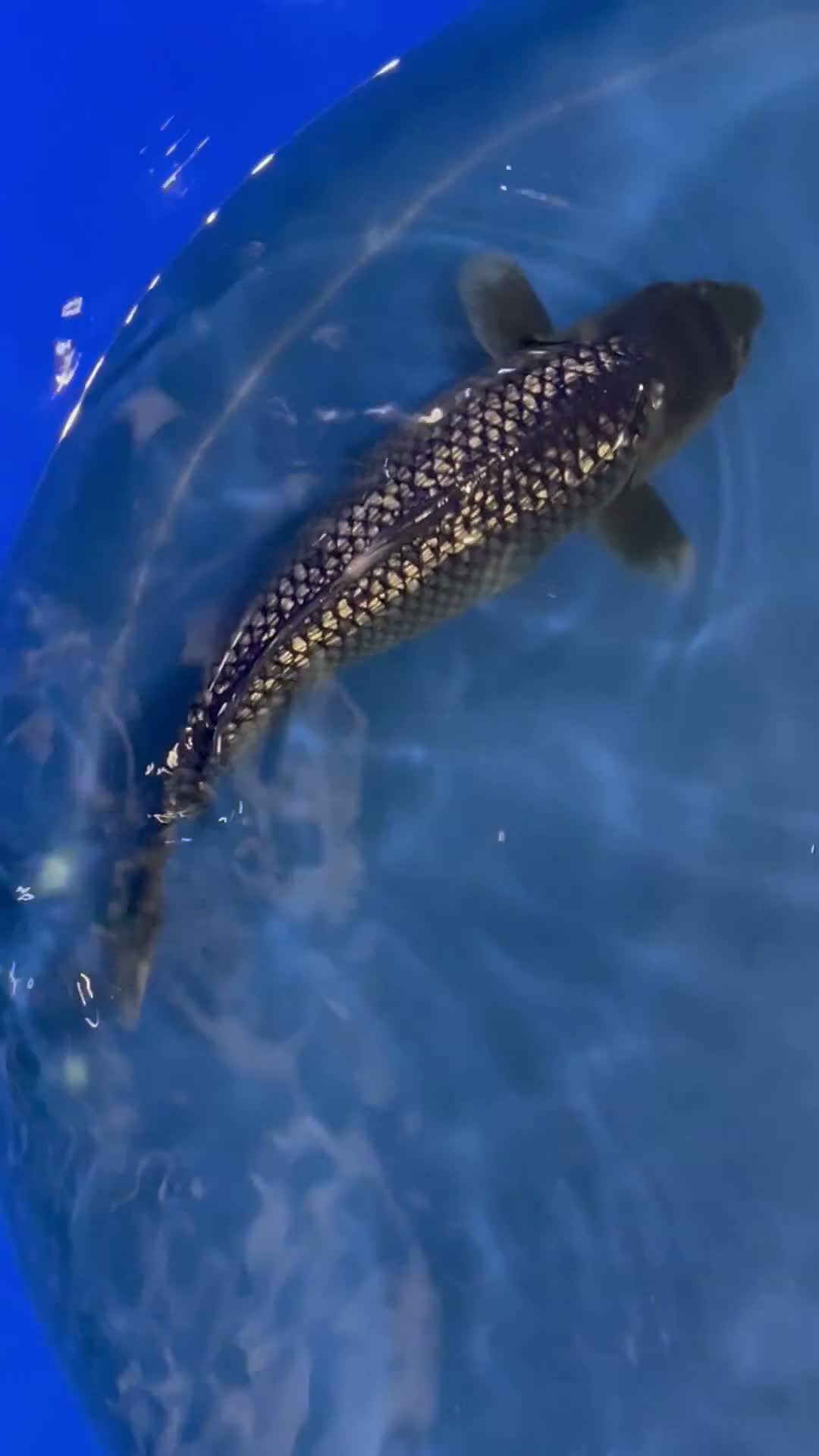 Koi Carp fish for sale: High quality Japanese koi for sale  - Video 2