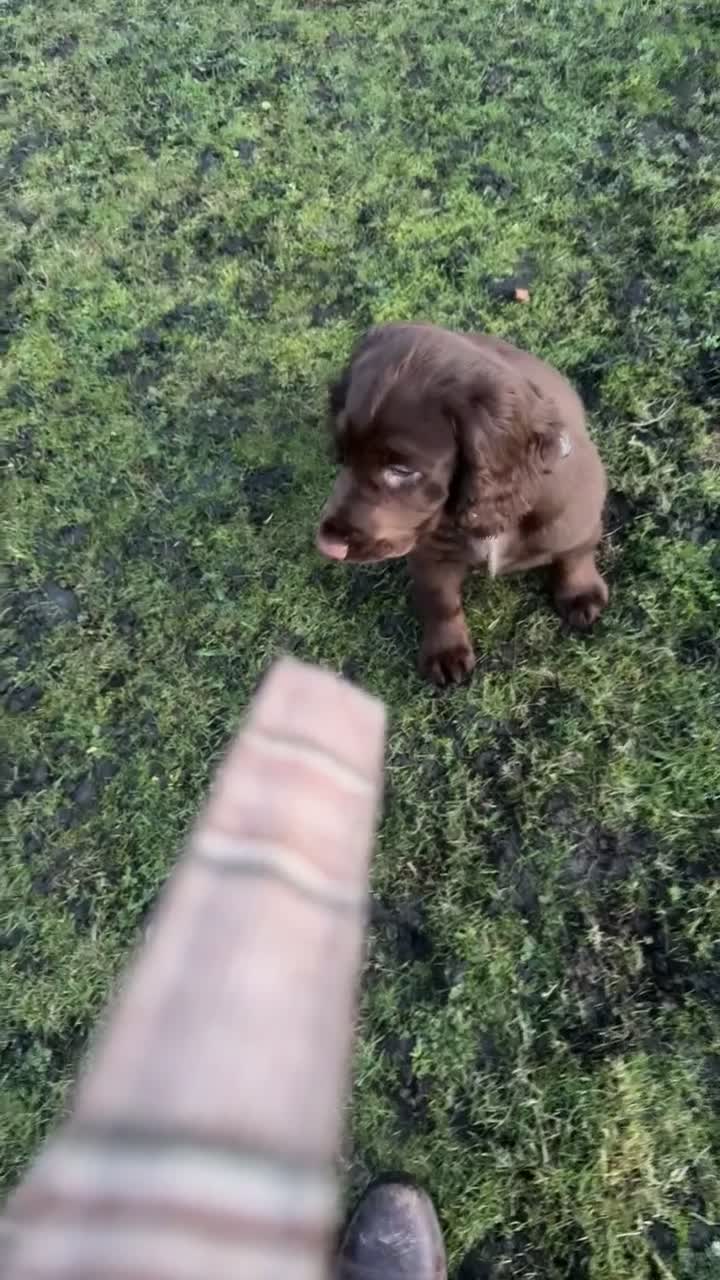 Cocker Spaniel dogs for sale: working cocker spaniel ‘Duke’ - Video 2