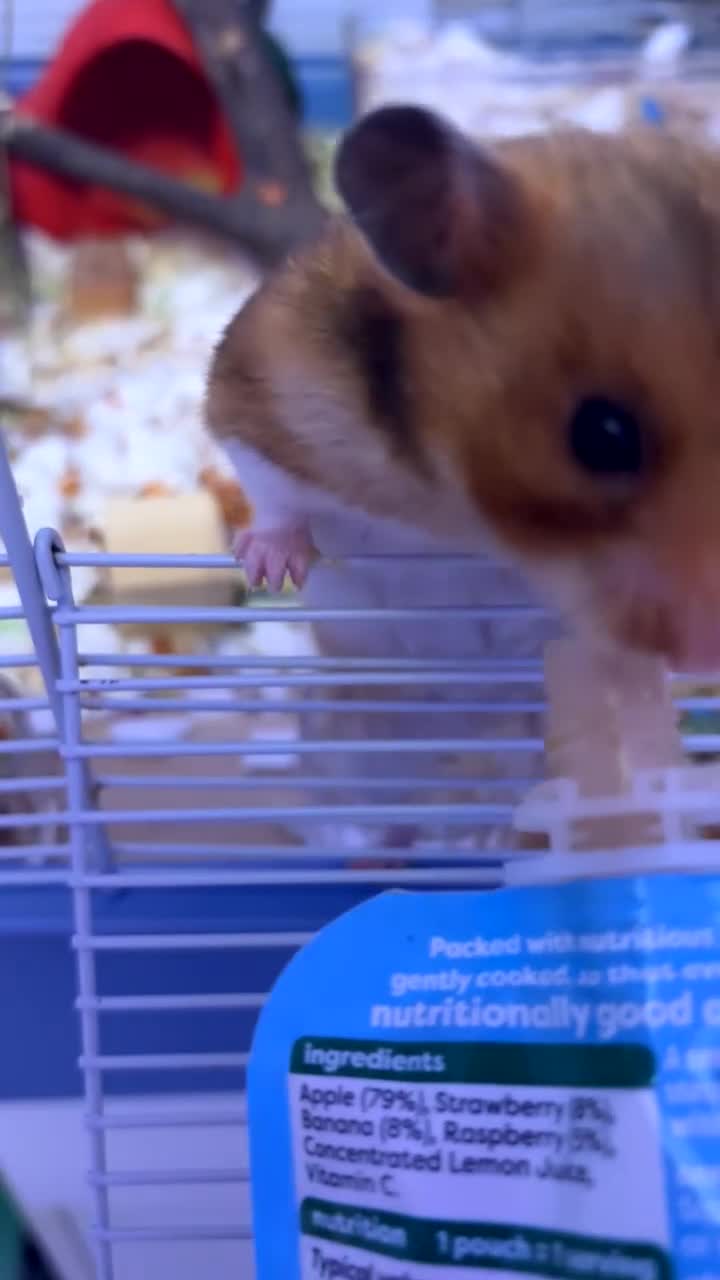 Hamster rodents for sale: Trixie and isabella - Video 1