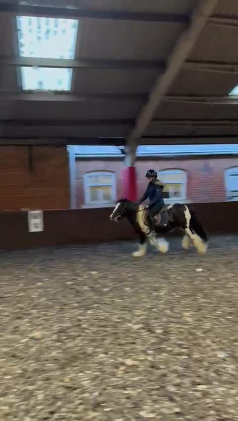 Tinker horses for sale: Piebald 12.2 6yrold gelding - Video 1