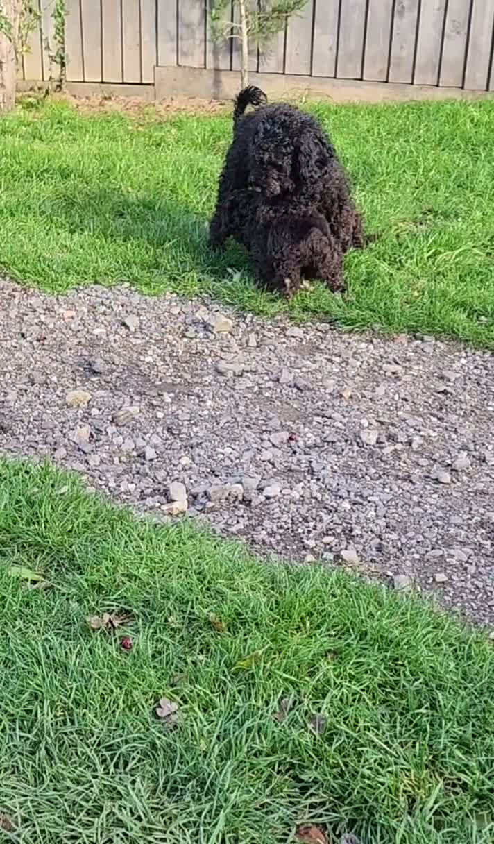 Cockapoo dogs for sale: 2 adorable little girls cockapoo pups  - Video 2