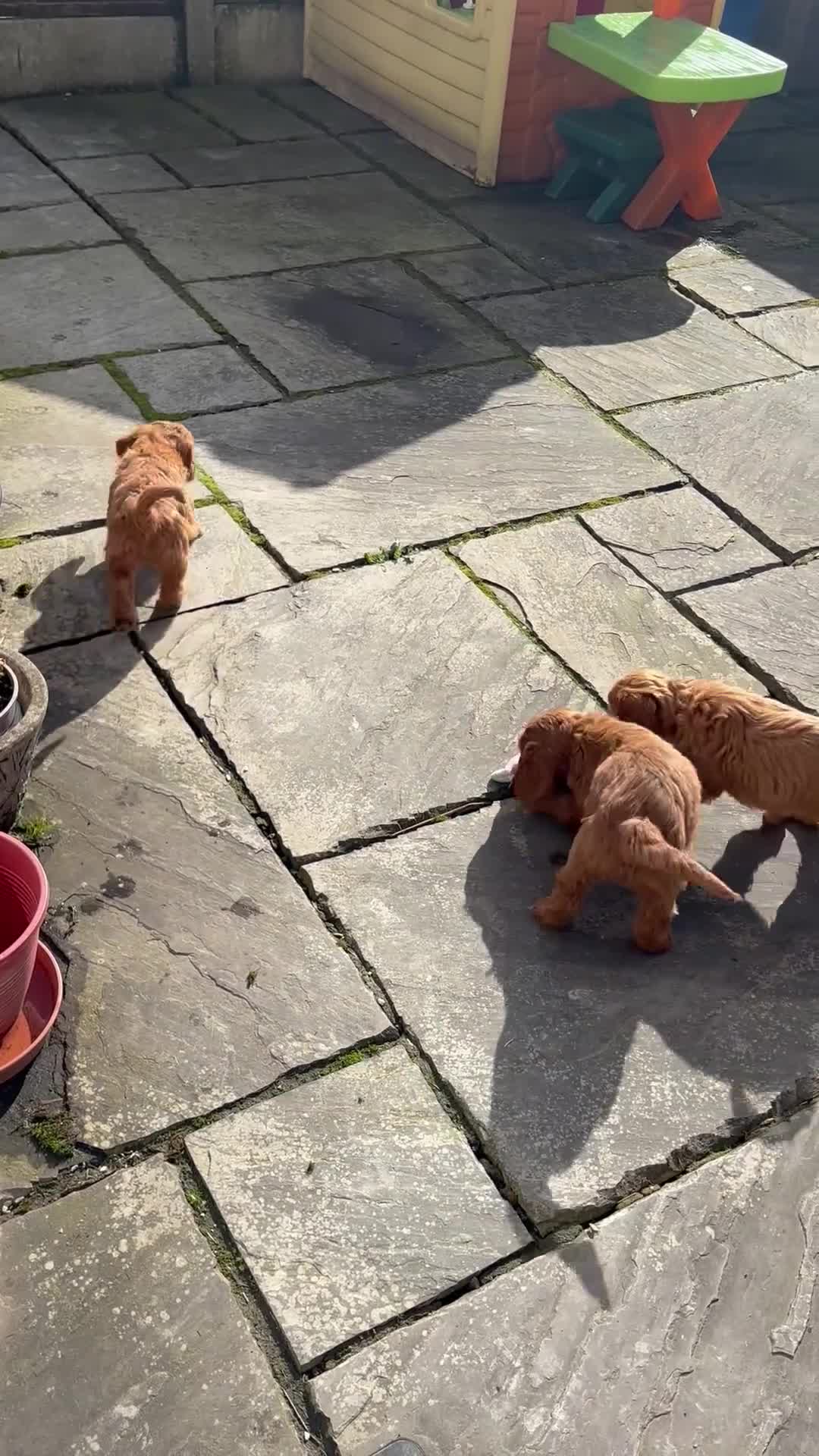 Cockapoo dogs for sale: F1 Cockapoo Puppies Ready Now! - Video 1